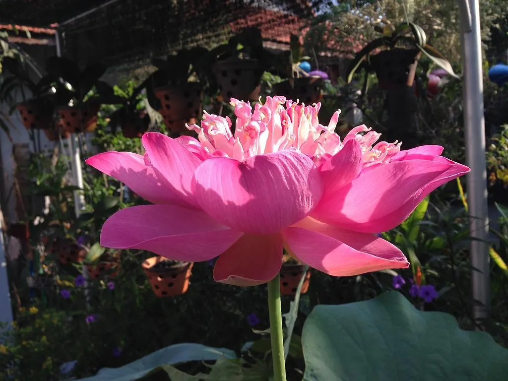 Charming Homestay Hoi An Vietnam