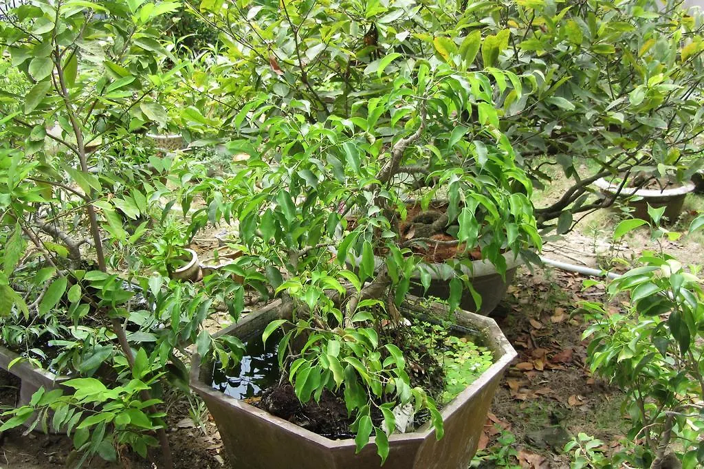 Charming Homestay Hoi An 0*,