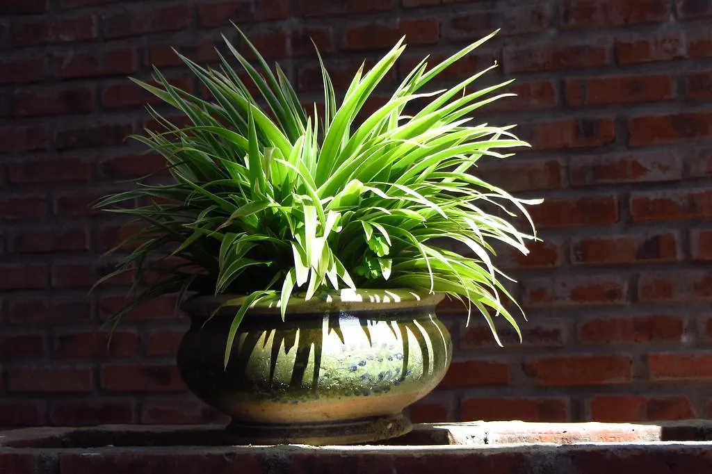 Charming Homestay Hoi An