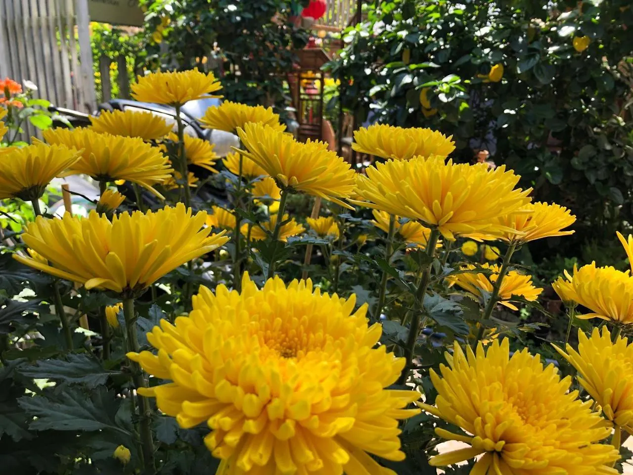 Charming Homestay Hoi An